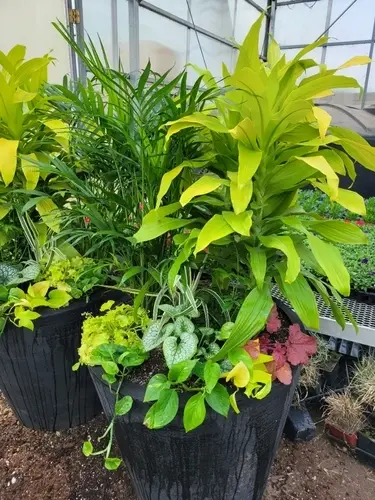 Indoor plants Indoor plants